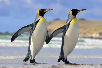 ENAMORADOS DERROCHANDO ELEGANCIA