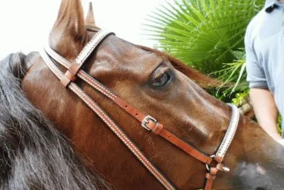 caballo jigsaw puzzle