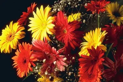 Flors