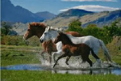 natureza jigsaw puzzle