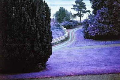 פאזל של Purple Walkway to the Beach