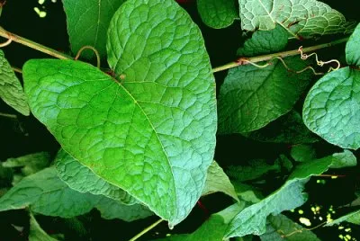 Hoja