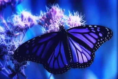 Mariposa