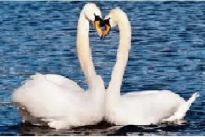 cisnes