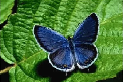 borboleta