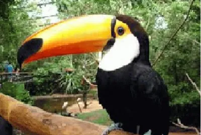 tucano