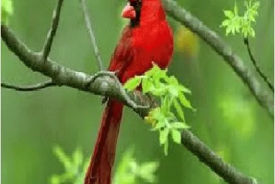 pÃ¡ssaro vermelho