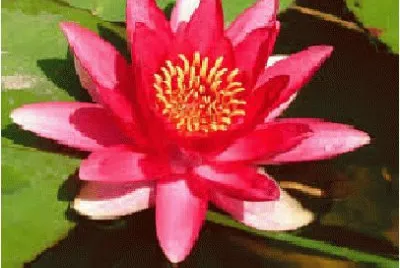 flor