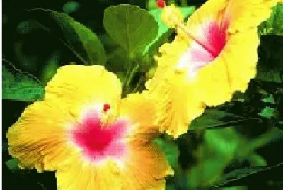 flor amarela jigsaw puzzle