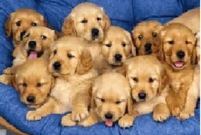 cÃ£es