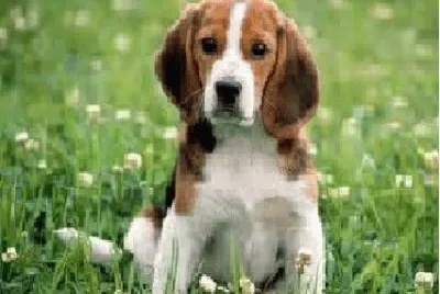 cÃ£o