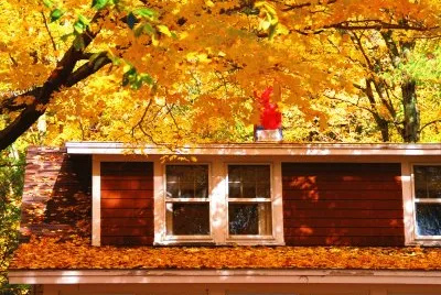 Falling leaves