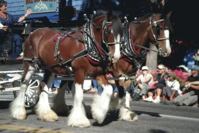 Clydesdale Horses jigsaw puzzle