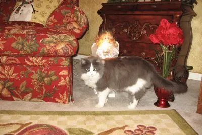 Mercedes  the cat jigsaw puzzle