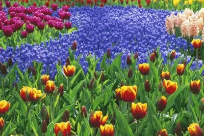 belas tulipas