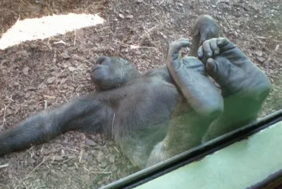 Gorilla jigsaw puzzle