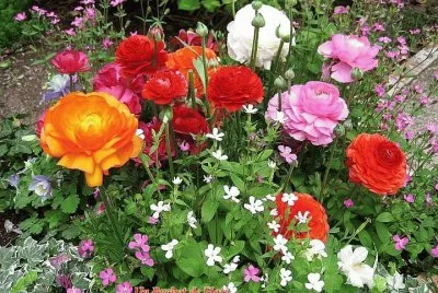 flores