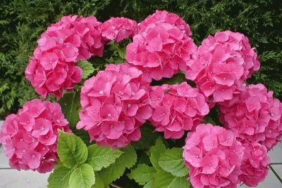 hortencia rosa