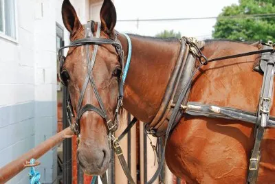 Amish horse