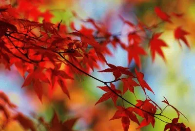 Fulles de Tardor