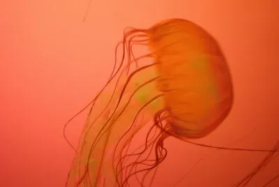 jellyfish jigsaw puzzle