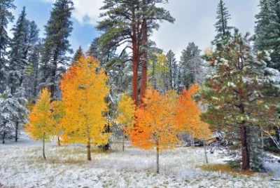 פאזל של Aspens