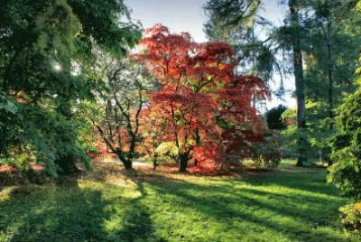 Sunlight on Autumn trees jigsaw puzzle