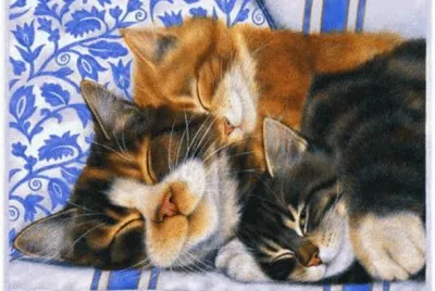 Gatos
