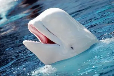 SONRIENTE BELUGA