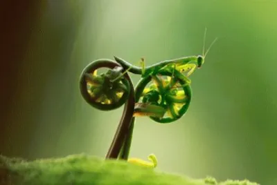 biker bug-6