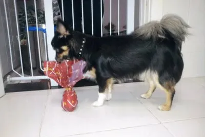 Nick e seu ovo de pascoa