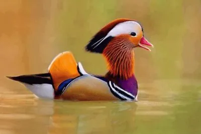 HERMOSO PATITO ORIENTAL