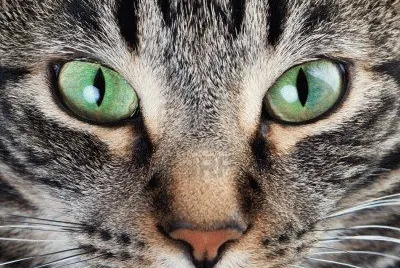 cara de gato