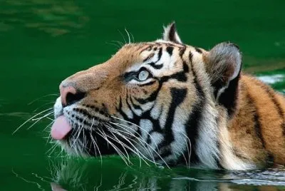 tigre