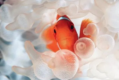 found Nemo