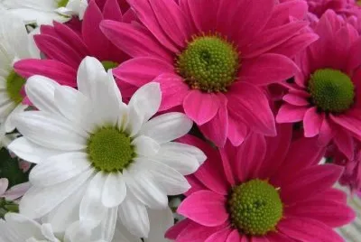 flores