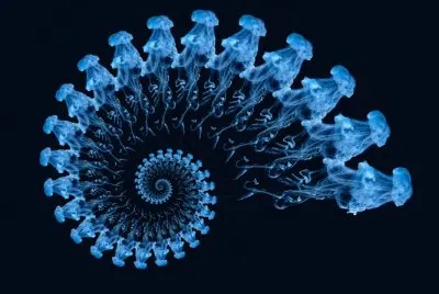 bluefern