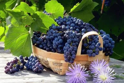 uvas jigsaw puzzle