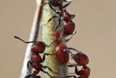 Insecto