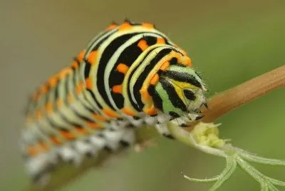 Insecto