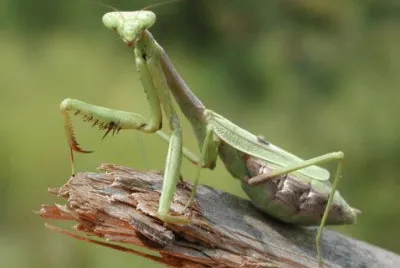 Insecto