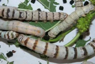 Insecto