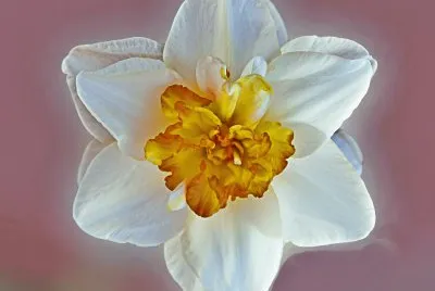 flor blanca jigsaw puzzle
