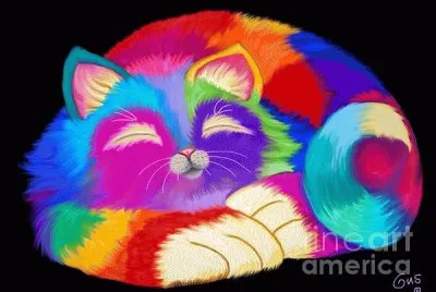Gatos