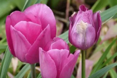 tulipanes