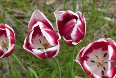 tulipanes