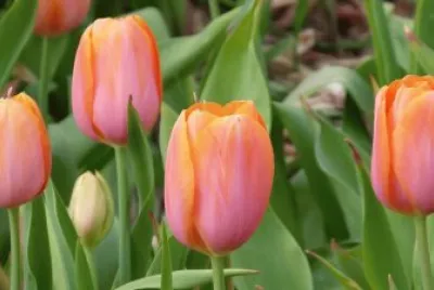 tulipanes