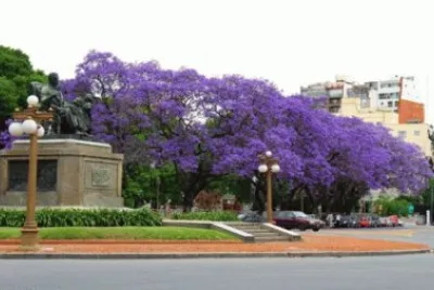 Jacaranda Trees in Argentina