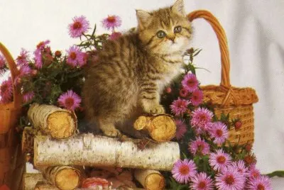 gatet