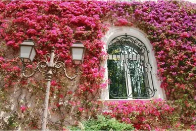 Bouganville